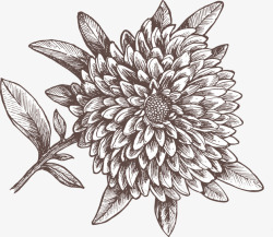 素描花卉手绘黑色地瓜花素描高清图片