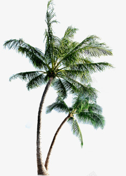 手绘卡通沙滩椰子树素材