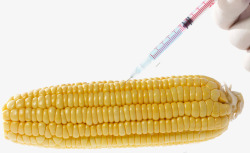 新品种玉米农业科技素材