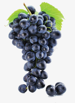 紫色葡萄葡萄黑提高清图片
