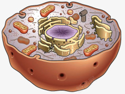 细胞模型手绘彩色动物细胞线粒体模型高清图片