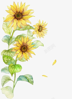 黄色水墨水彩向日葵高清图片