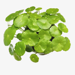 一盆铜钱草素材