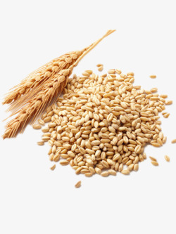 五谷杂粮一堆小麦高清图片