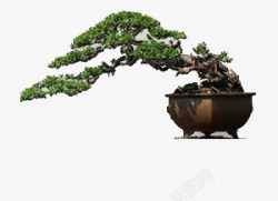 一盆植物素材