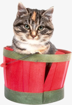 盒子里的猫咪素材