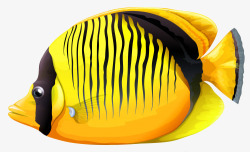 斑马纹黄色斑马鱼高清图片