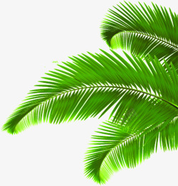 椰树树叶绿叶夏日素材