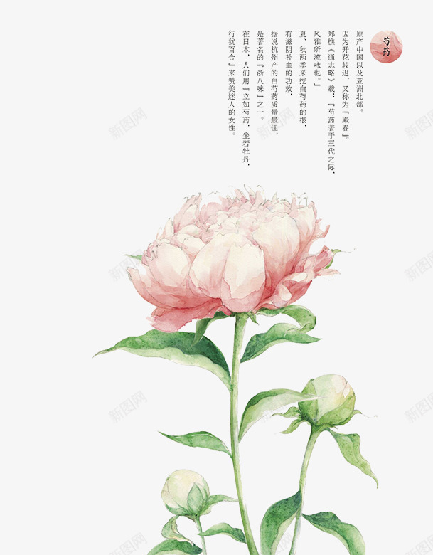 粉色芍药花png免抠素材_88icon https://88icon.com 植物 粉色 绿叶 芍药花 花朵