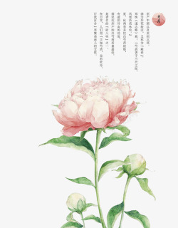 粉色芍药花素材