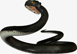 黑蛇黑色毒蛇高清图片