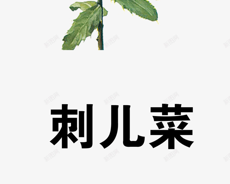 刺儿菜png免抠素材_88icon https://88icon.com 中药 医疗保健 本草纲木 百草 草药 药材