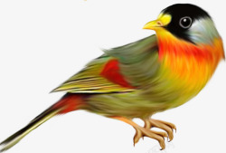彩色多边形小鸟手绘彩色羽毛漂浮小鸟高清图片