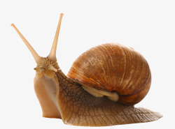 蜗牛素材蜗牛动物蜗牛高清图片