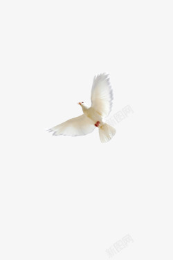 白色的鸟一只白鸽高清图片
