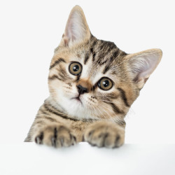 喵喵可爱的小猫高清图片