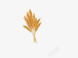丰收稻谷麦穗花束素材