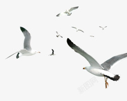 白色简约海鸥飞鸟装饰图案素材