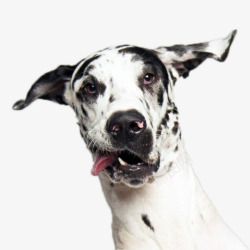 吐舌头的黑白斑点狗狗素材