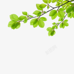 扁平化绿色树枝绿色食物高清图片