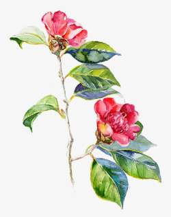 一株花朵红色山茶花高清图片