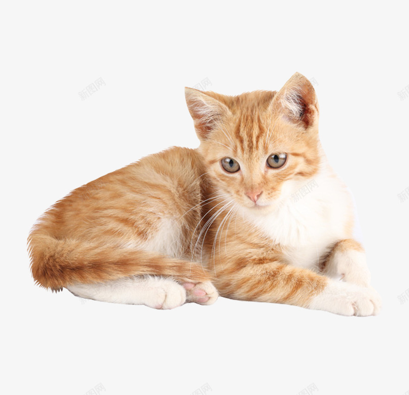 黄色猫咪png免抠素材_88icon https://88icon.com 动物 大花猫 宠物 宠物猫 家畜 歪头猫咪 猫科类动物 黄色猫