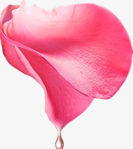 玫瑰花瓣png免抠素材_88icon https://88icon.com 手绘 水珠 玫瑰花 简图 粉红色的花瓣 纹理