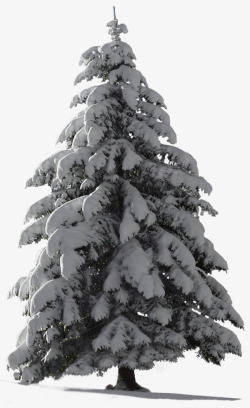 枝头雪松树实拍高清图片