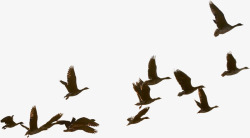 黑色大雁黑色鸟群大雁南飞高清图片