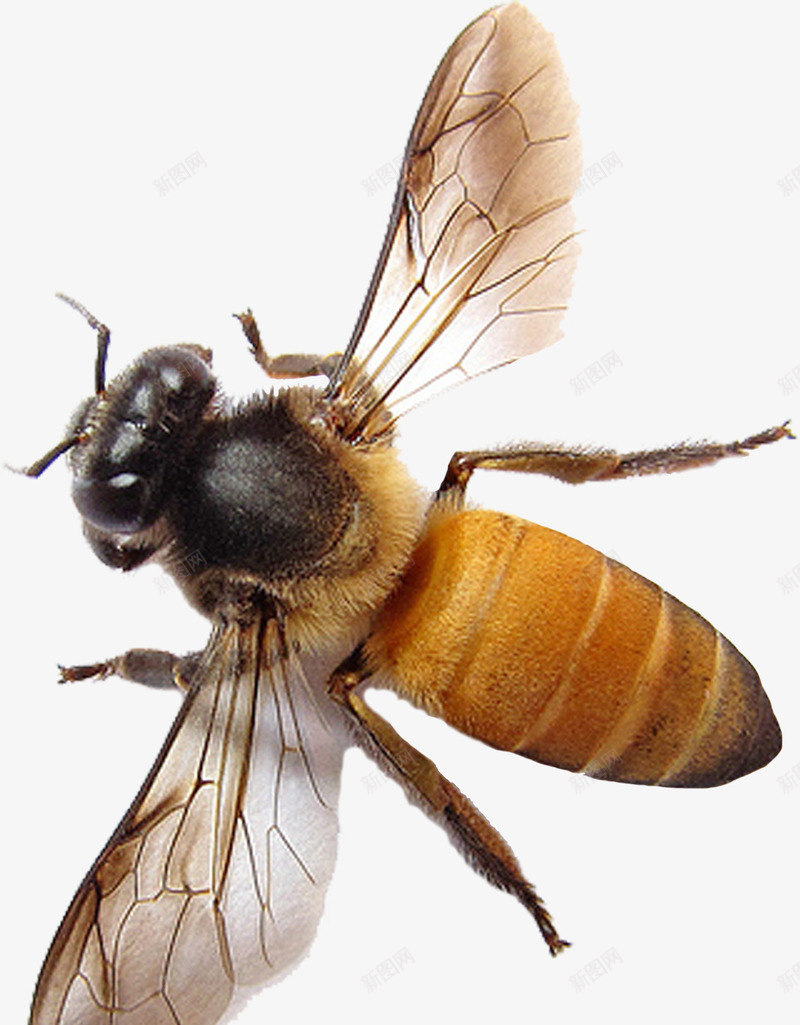 蜜蜂png免抠素材_88icon https://88icon.com 动物 蜂类 蜂蜜 蜜蜂 采蜜 飞舞