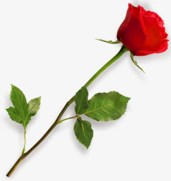 一支红玫瑰一支漂亮的玫瑰花高清图片