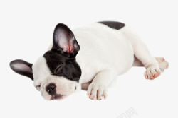 犬类黑白可爱躺着的法国斗牛犬动物高清图片