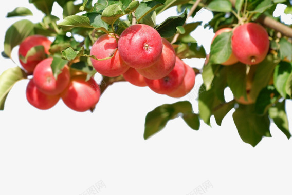 苹果手绘手绘3d水果3D树上的苹果图标图标
