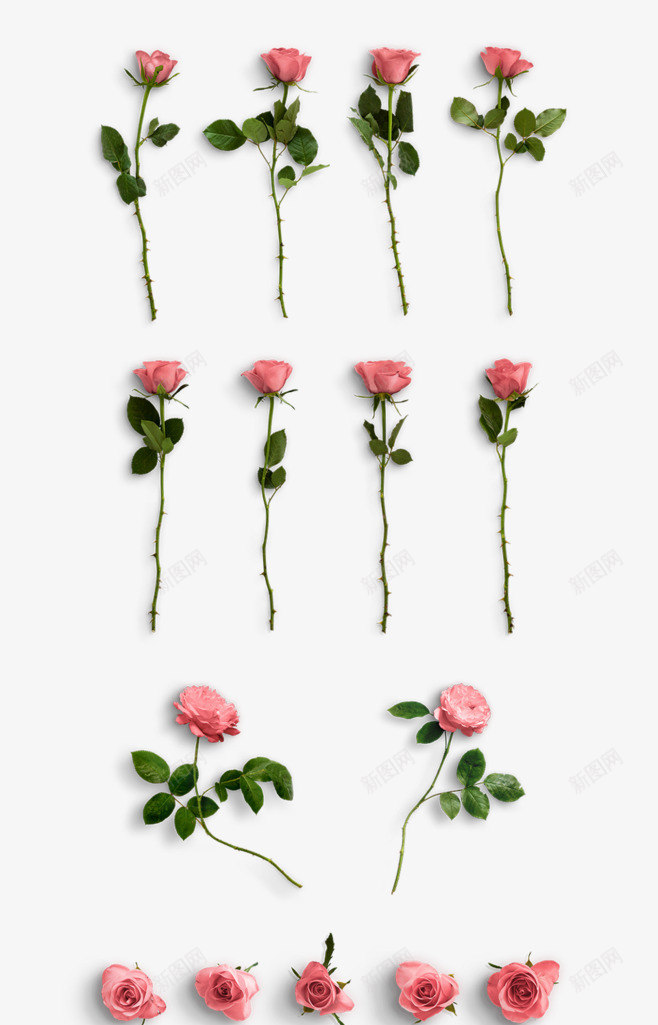 若干单支粉色玫瑰花png免抠素材_88icon https://88icon.com 免扣 单支 情人节素材 玫瑰花 粉色 若干