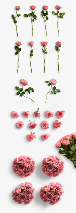 单支若干单支粉色玫瑰花高清图片