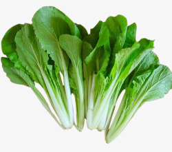绿色身体健康小白菜高清图片