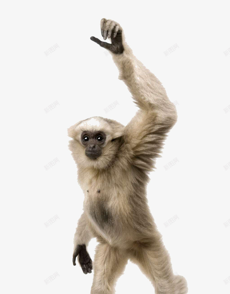 举手的猴子png免抠素材_88icon https://88icon.com 举手 举手答题 卡通礼貌 打招呼 猩猩 猴子 高举手臂 高兴