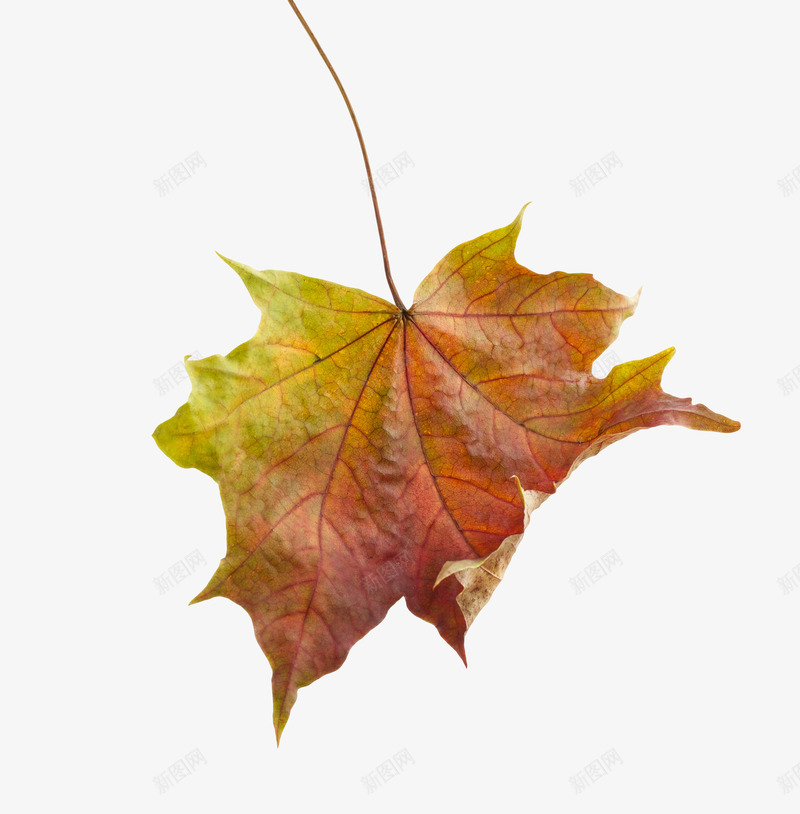 实物秋天金黄色落叶枫叶png免抠素材_88icon https://88icon.com 实物 广告设计 枫叶 海报设计 清新装饰 落叶装饰插画 金黄色落叶