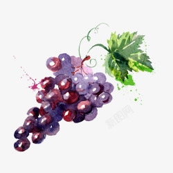 紫色提子手绘葡萄高清图片