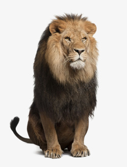 雄狮狮子动物高清图片