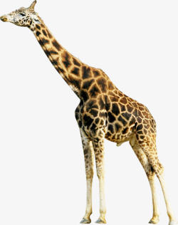 长型黄色长颈鹿造型动物高清图片