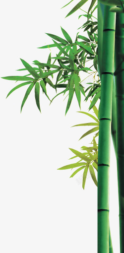 竹子竹节绿色竹叶素材