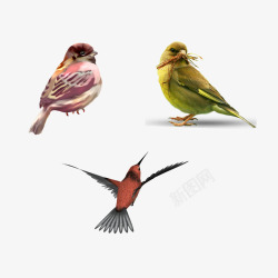小型鸟类小型鸟类工笔画插画高清图片