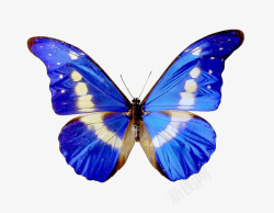 蓝色对称蝴蝶翅膀素材