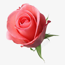一朵花儿一枝粉色玫瑰高清图片