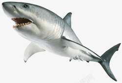 凶猛的巨齿鲨鱼素材