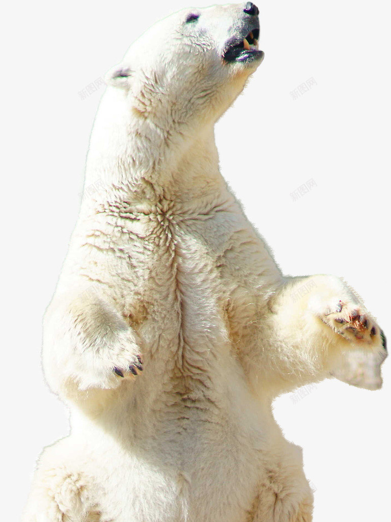 仰头看天的北极熊png免抠素材_88icon https://88icon.com 动物 北极熊 坐着的北极熊 熊 白色 野生动物
