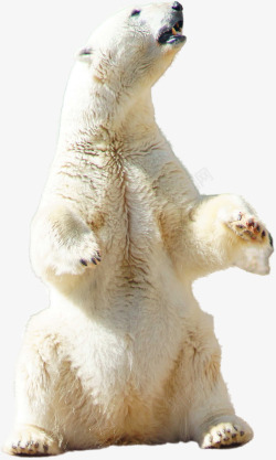 白色熊仰头看天的北极熊高清图片