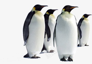 摄影成群结伴的企鹅png免抠素材_88icon https://88icon.com 企鹅 成群 摄影 结伴