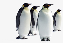 摄影成群结伴的企鹅素材